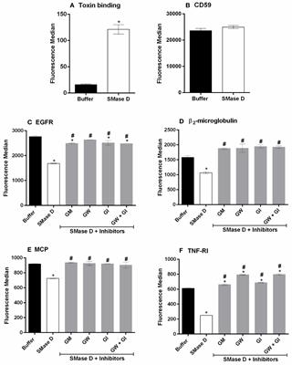 Sphingomyelinases D From Loxosceles Spider Venoms and Cell Membranes: Action on Lipid Rafts and Activation of Endogenous Metalloproteinases